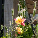 IMG_0171