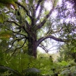 IMG_0386 IMG_0386