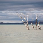 _MG_5459