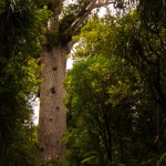 Der groesste Kauri-Tree