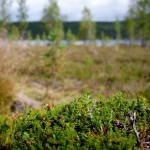 _MG_7855